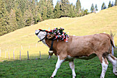 Cow at Almabtrieb, cattle drive from mountain pasture, Arzmoos, Sudelfeld, Bavaria, Germany