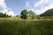 Weide mit Wiesenblumen und Bäumen, Arzmoos, Sudelfeld, Bayern, Deutschland