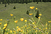 Alpine meadow with buttercups, Arzmoos, Sudelfeld, Bavaria, Germany