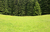 Green pasture at the edge of the wood, Arzmoos, Sudelfeld, Bavaria, Germany