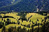 View into a valley with conifers, Sudelfeld, Bavaria, Germany