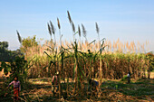 Workers on a sugarcane field, Shan State, Myanmar, Burma, Asia