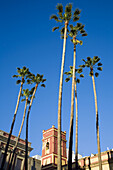 Big palm trees, Sevillla. Andalucia, Spain