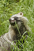 Raccoon dog, Nyctereutes procyonoides