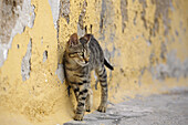 Young cat, Greece