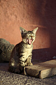 Young cat yawning