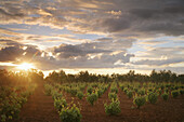 Guadiana wine region, Spain