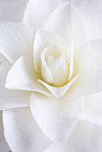 White Camellia Blossom