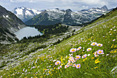 Alpine meadows above Rohr Lake, Leafy Aster Aster foliaceus in the foreground Cayoosh Mountain 2561 m 8402 ft in the distance, Coast Mountains British Columbia Canada