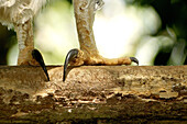 Harpy Eagle claw (Harpia harpyia), Soberania National Park, Rep.of Panamá, Central America. 2005 (Captive animal)