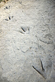 Fossilized footprints of a bipedal theropod dinosaur in Valdecevillo site, Enciso. La Rioja, Spain