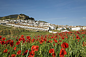Poppy field and Ardales in background. Malaga province, Andalucia, Spain