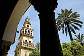 Patio de los Naranjos (orange tree courtyard) and minaret tower of the Great Mosque, Cordoba. Andalusia, Spain