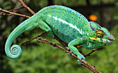 Panther Chameleon Male