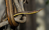 Madagascar leaf nosed Snake