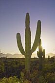 Cactus, Salina San Ysidria bay, Sea of Cortes, Baja California Sur, Mexico