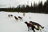 Dog sled tour with Kingmik Dogsled Tours along the Continental Divide, near Lake Louise, Alberta, Canada