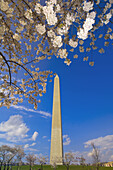 The Washington Monument ringed by cherry blossoms, Washington D C, U S A