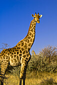 Giraffe, Etosha National Park, Namibia