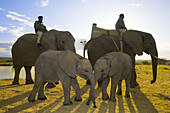 Elephant back safari, Camp Jabulani, Kapama Private Game Reserve, near Kruger National Park, South Africa
