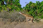 Giraffe, Serengeti National Park, Tanzania