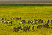 A herd of zebra, Ngorongoro Crater, Ngorongoro Conservation Area, Tanzania