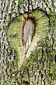 Green heart in bark of a oak tree - Altmuehltal, Bavaria / Germany