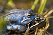 Moor frog (Rana arvalis), mating, blue-coloured male, water pond in Franconia, Bavaria