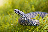 Adder (Vipera berus), raised head, curled up on a moss cushion (Polytrichum sp.), moorland in the Fichtelgebirge, lower mountain ranges, Franconia, Bavaria