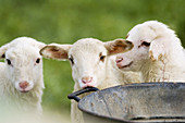 A group of young lambs play around a great bucket