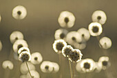 Starflower pincushions (Scabiosa stellata)