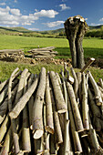 Sierra de Gúdar; Teruel; Aragón; España