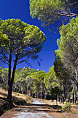 Camino en el pinar. Cadalso de los Vídrios. Madrid. España.