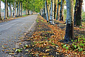 Paseo con chopos en Aranjuez. Madrid. España.