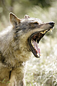Iberian Wolf (Canis lupus signatus)
