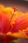 Red China Rose. Hibiscus hybrid. February 2007, Maryland, USA