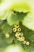 White Currants. Ribes sativum. June 2005. Maryland, USA
