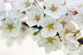 Cherry Blossom. Prunus serrulata. April 2005, Maryland, USA