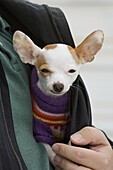 A man holds a Chihuahua wearing a sweater inside his coat