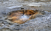 Shell Spring, a geyser on the Biscuit geyser basin in Yellowstone National Park, Wyoming, USA