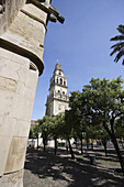 Patio de los Naranjos, courtyard and minaret tower of the Great Mosque, Cordoba. Andalucia, Spain