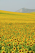 Sunflowers field, Zahara de los Atunes, Andalusia, Spain