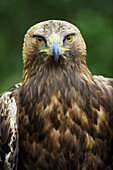 Head portrait of golden eagle (Aquila chrysaetos), captive