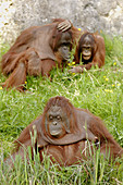 Groupe of orang-utan (Pongo pygmaeus pygmaeus) native to Borneo, France, IUCN Red list, Endangered EN