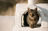 Cat on chimney, Oia, Santorin, Cyclades, Greece, Europe