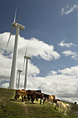 Wind turbines and horses on the Alto del Perdon, Way of St James. Navarra, Spain