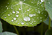 Water drops on a nasturtium leaf