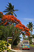 rot bluehender Flammenbaum, Royal Poinciana, Troux aux Biches, Mauritius, Africa