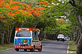 Flame trees in blossom at Haven Louis Alley , Trou Aux Biches, ice cream car, Mauritius, Africa