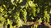 Vineyards by Poblet monastery, Vimbodi. Conca de Barbera, Tarragona province, Catalonia, Spain